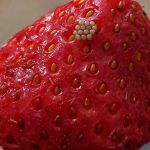 Potopila sam svoje jagode u slanu vodu i videla ove bele crviće kako izlaze. Da li da ih jednostavno bacim?????