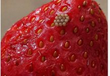 Potopila sam svoje jagode u slanu vodu i videla ove bele crviće kako izlaze. Da li da ih jednostavno bacim?????