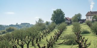 Komšija mi je posjekao voćnjak i UNIŠTIO 20 GODINA TRUDA ZA JEDNU NOĆ: Ali Draganov odgovor na pragu ga je potpuno SLOMIO!