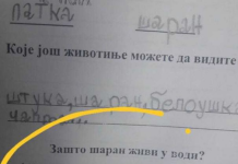 Na pitanje “zašto šaran živi u vodi” đak prvak dao URNEBESAN ODGOVOR: Kad malo bolje razmislite, zapravo je GENIJALAN