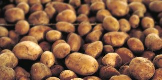 Ne sadite krompir dok ovo ne uradite!