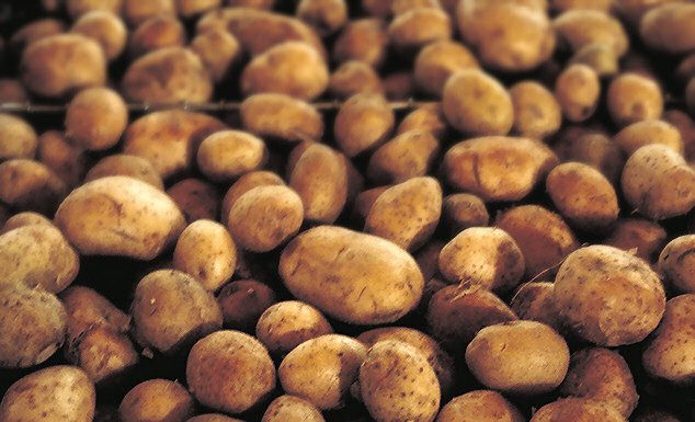 Ne sadite krompir dok ovo ne uradite!