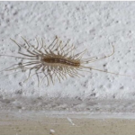 VEĆ SU SVUDA! AKO VIDITE 0VU BUBU NA ZIDU, NI SLUČAJN0 JE NE UBIJAJTE: Jezive su, ali ukazuju na jedan veliki problem koji imate u kući