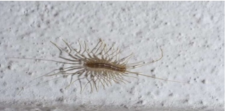 VEĆ SU SVUDA! AKO VIDITE 0VU BUBU NA ZIDU, NI SLUČAJN0 JE NE UBIJAJTE: Jezive su, ali ukazuju na jedan veliki problem koji imate u kući