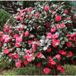 Samo 1 žlica u vodu i sve biljke rastu dvostruko brže