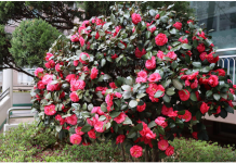 Samo 1 žlica u vodu i sve biljke rastu dvostruko brže