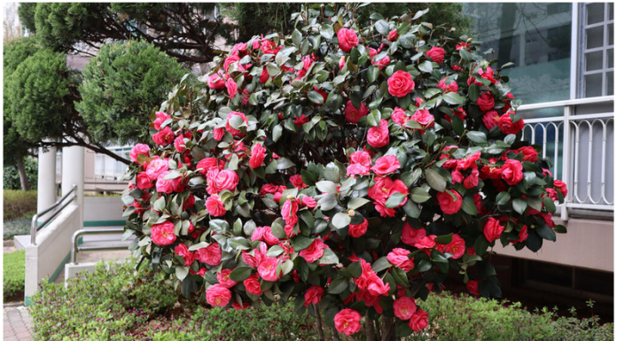 Samo 1 žlica u vodu i sve biljke rastu dvostruko brže