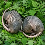 Jutros sam zalijevala cvijeće u dvorištu kada sam odjednom primijetila kraj ograde dva čudna čahurasta oblika prekrivena debelim ljuskama… i čak mi se učinilo da se nešto unutra lagano miče… Kad sam to otkrila, doživjela sam pravi šok… 😱😱