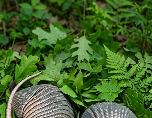 Jutros sam zalijevala cvijeće u dvorištu kada sam odjednom primijetila kraj ograde dva čudna čahurasta oblika prekrivena debelim ljuskama… i čak mi se učinilo da se nešto unutra lagano miče… Kad sam to otkrila, doživjela sam pravi šok… 😱😱