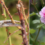 Evo kako siječete ruže u proljeće: Morat ćete OVO uraditi u proljeće, procvjetaće kao nikada prije!