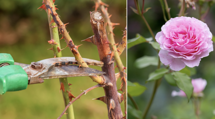 Evo kako siječete ruže u proljeće: Morat ćete OVO uraditi u proljeće, procvjetaće kao nikada prije!