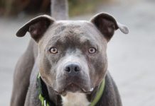 Nije slučajno: Šta vam pas želi poručiti kada vam stavi glavu u krilo?