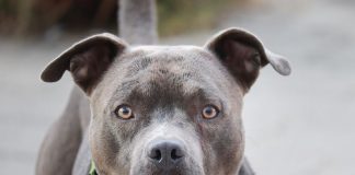 Nije slučajno: Šta vam pas želi poručiti kada vam stavi glavu u krilo?