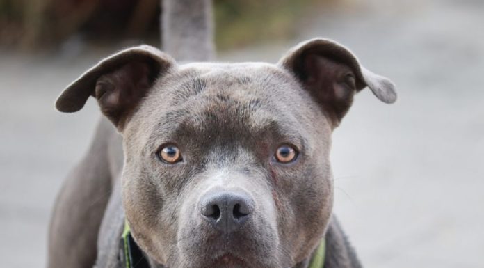 Nije slučajno: Šta vam pas želi poručiti kada vam stavi glavu u krilo?