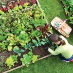 7 vrsta povrća koje gotovo nikada ne treba đubriti: Rastu uz vodu, sunce i malo brige 🌱
