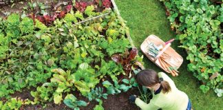 7 vrsta povrća koje gotovo nikada ne treba đubriti: Rastu uz vodu, sunce i malo brige 🌱