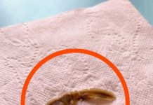 Neobičan predmet u kući: šta može biti i kada treba da se zabrinete