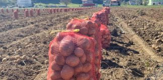 ŽENA KUPILA DŽAK KROMPIRA, PA SE RAZBESNELA KAD GA JE NAČELA! “Pa, mi smo čudo!” – komentari na mrežama pljušte!