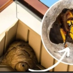 Domaći TRIK za otklanjanje stršljena: Samo sam ga stavio u baštu i sutradan ih nema!