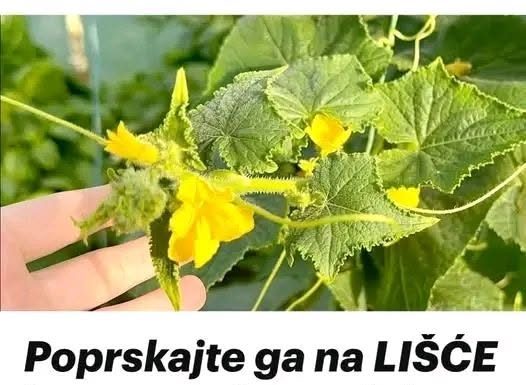 Poprskajte ga na LIŠĆE krastavca i paradajza: Žutilo prestaje i nestaje ODMAH!
