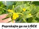 Poprskajte ga na LIŠĆE krastavca i paradajza: Žutilo prestaje i nestaje ODMAH!