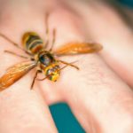 AKO VAS UBODE STRŠLJEN: Da biste spasili sebi život i izbjegli alergijske reakcije – EVO ŠTA ODMAH MORATE URADITI